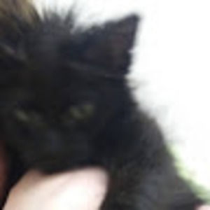 Meet your Posher, Molly